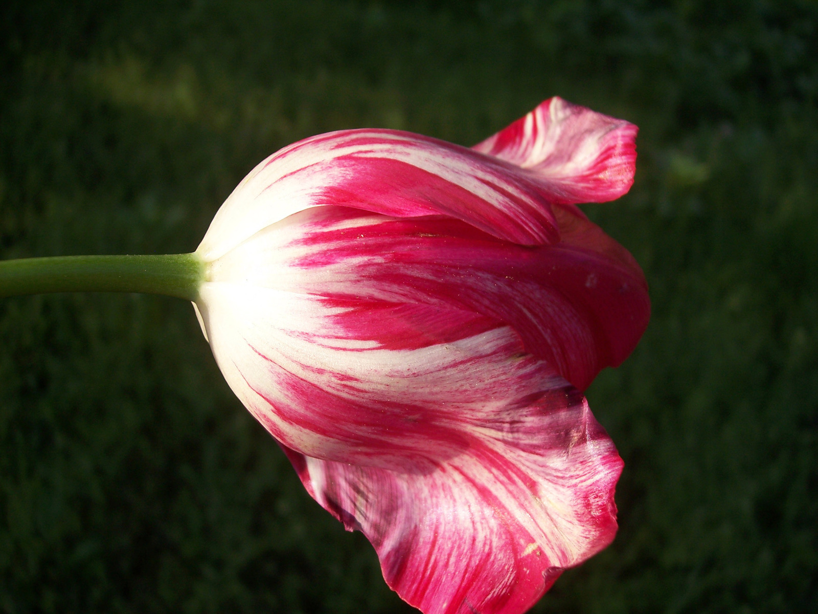 Insatiable Conquests for Beauty