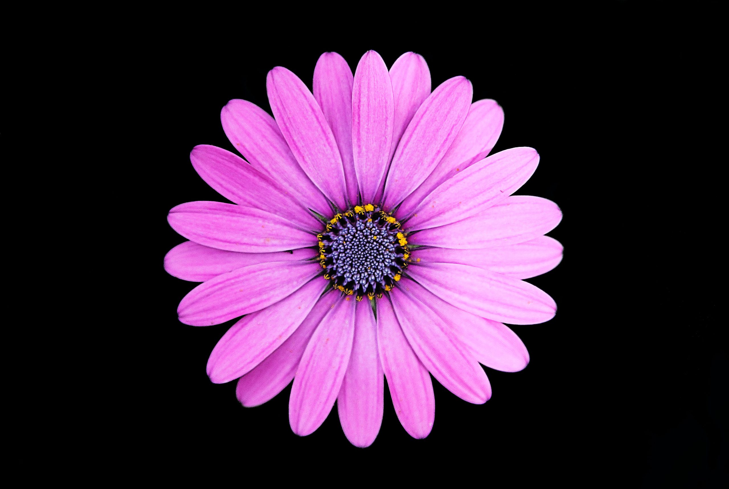 The Meaning of Success